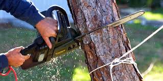 Reliable Desloge, MO Tree Removal and Landscaping Services Solutions